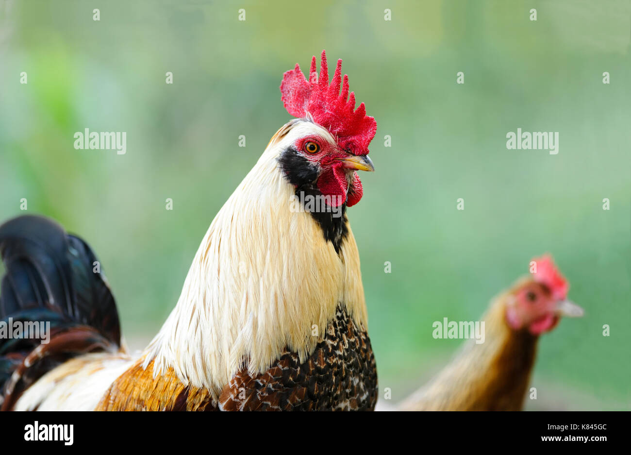 Coq est un cas isolé d'un gros plan détaillé tête de poulet coq avec une poule à l'arrière-plan Banque D'Images