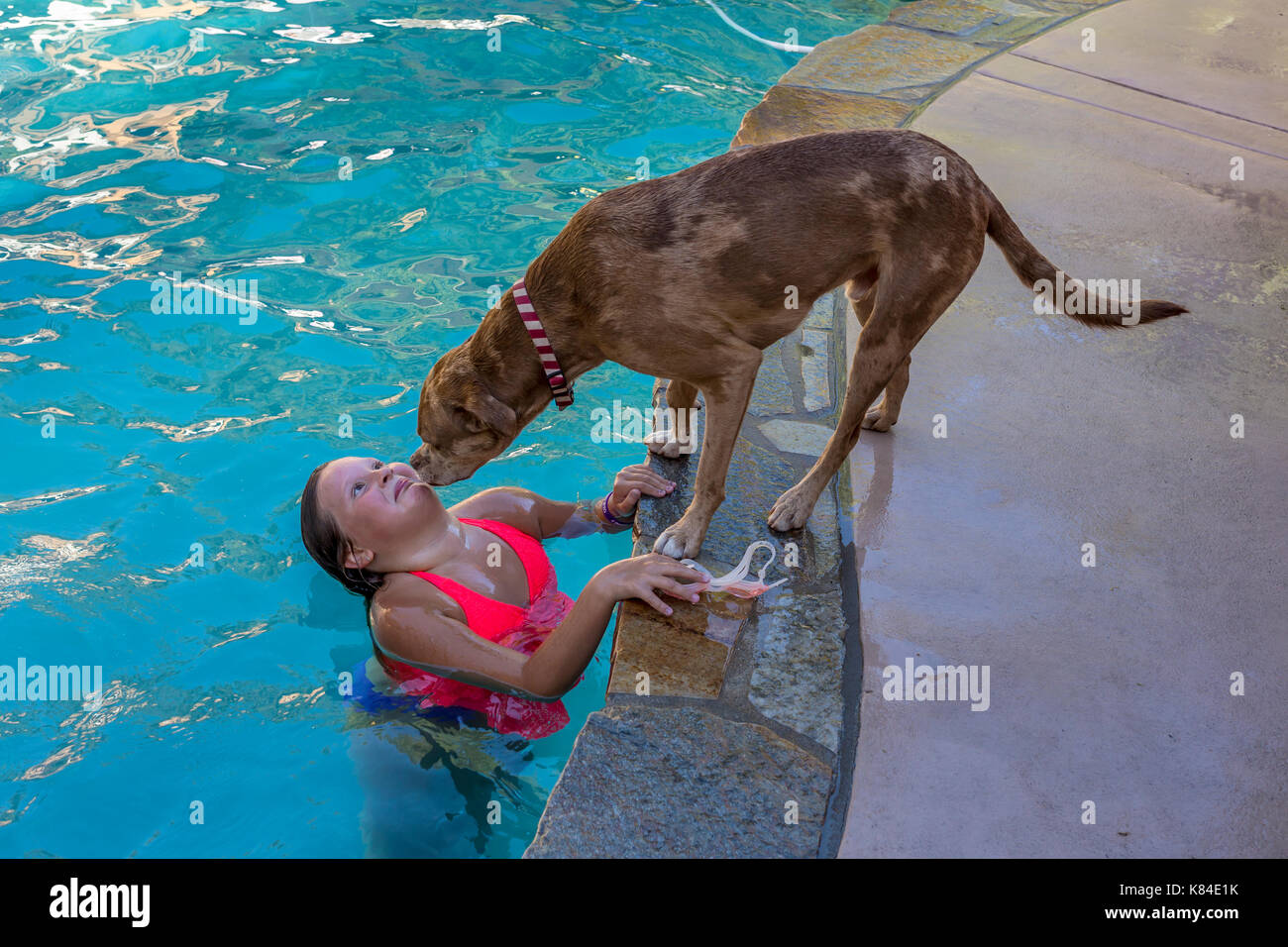 Mix-breed dog sniffing catahoula leopard dog sniffing fille, fille, fille, fille d'origine hispanique, enfant, piscine d'eau douce, Castro Valley, Californie Banque D'Images
