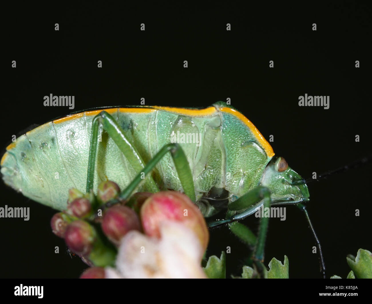 Green stink bug (Chinavia hilaris) assis sur une fleur, dessous vue Banque D'Images
