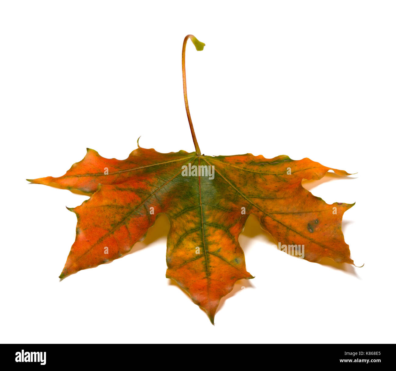 Automne érable feuilles multicolores. isolé sur fond blanc. Banque D'Images