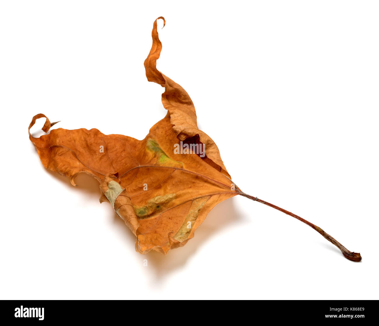 Automne érable sec isolé sur fond blanc Banque D'Images