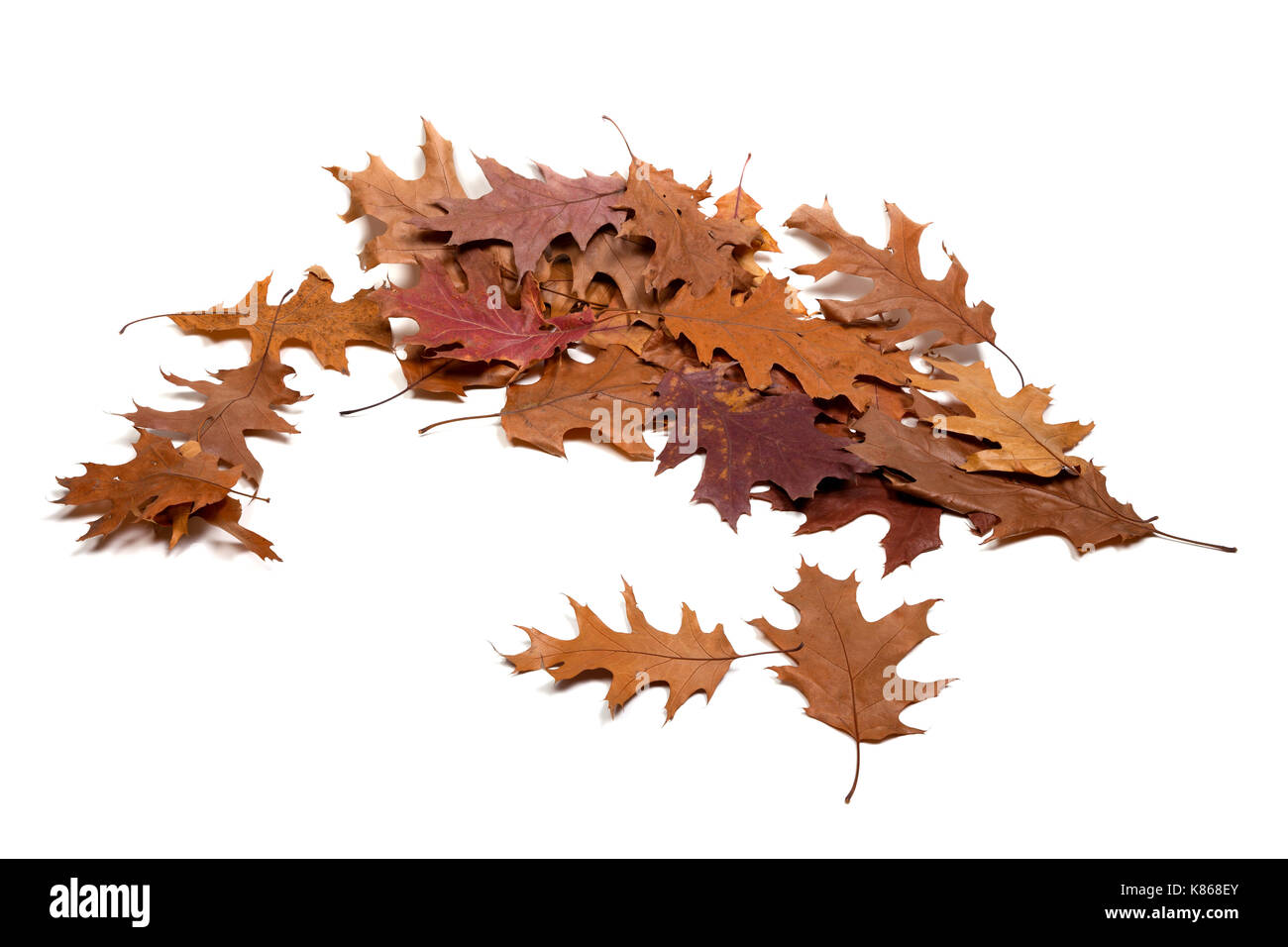 Brun automne feuilles séchés de chêne. isolé sur fond blanc. Banque D'Images