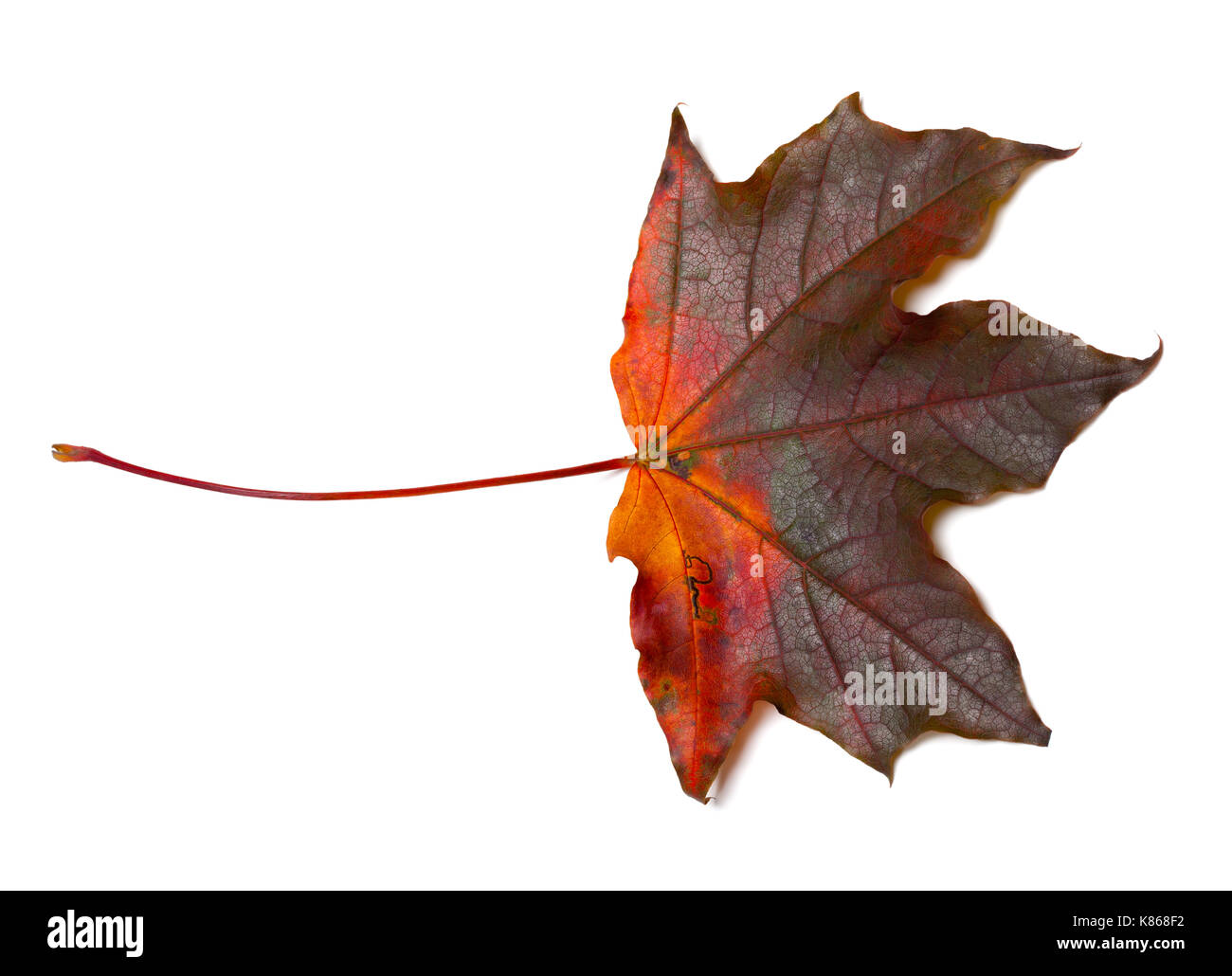 Rouge foncé à feuilles d'automne érable isolé sur fond blanc Banque D'Images