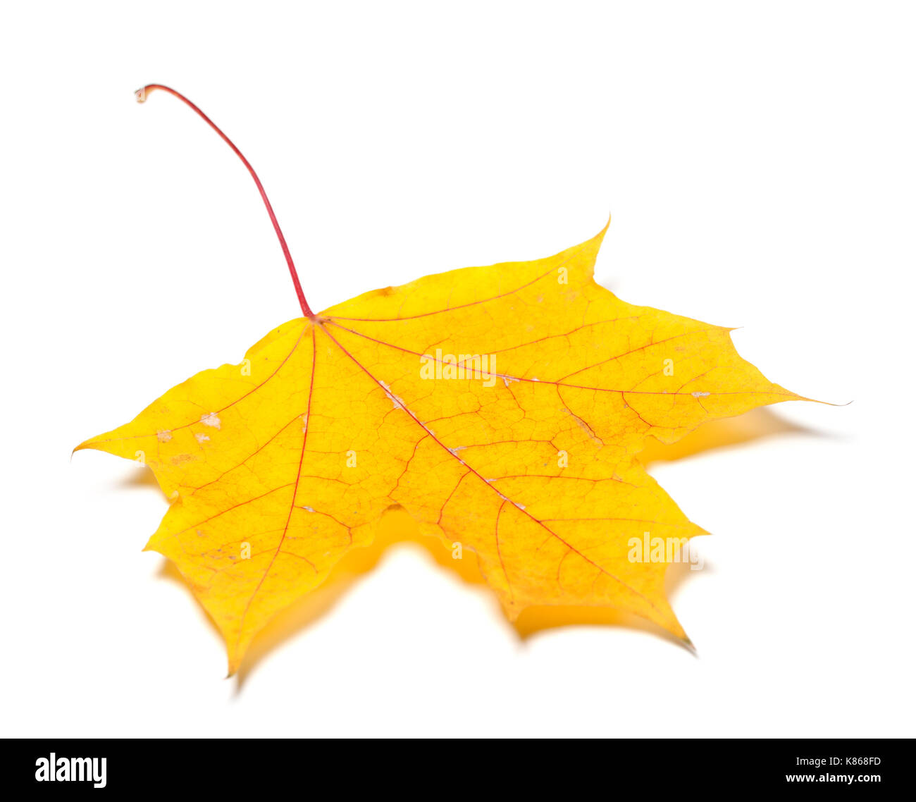 L'automne jaune feuille d'érable. isolé sur fond blanc. Banque D'Images