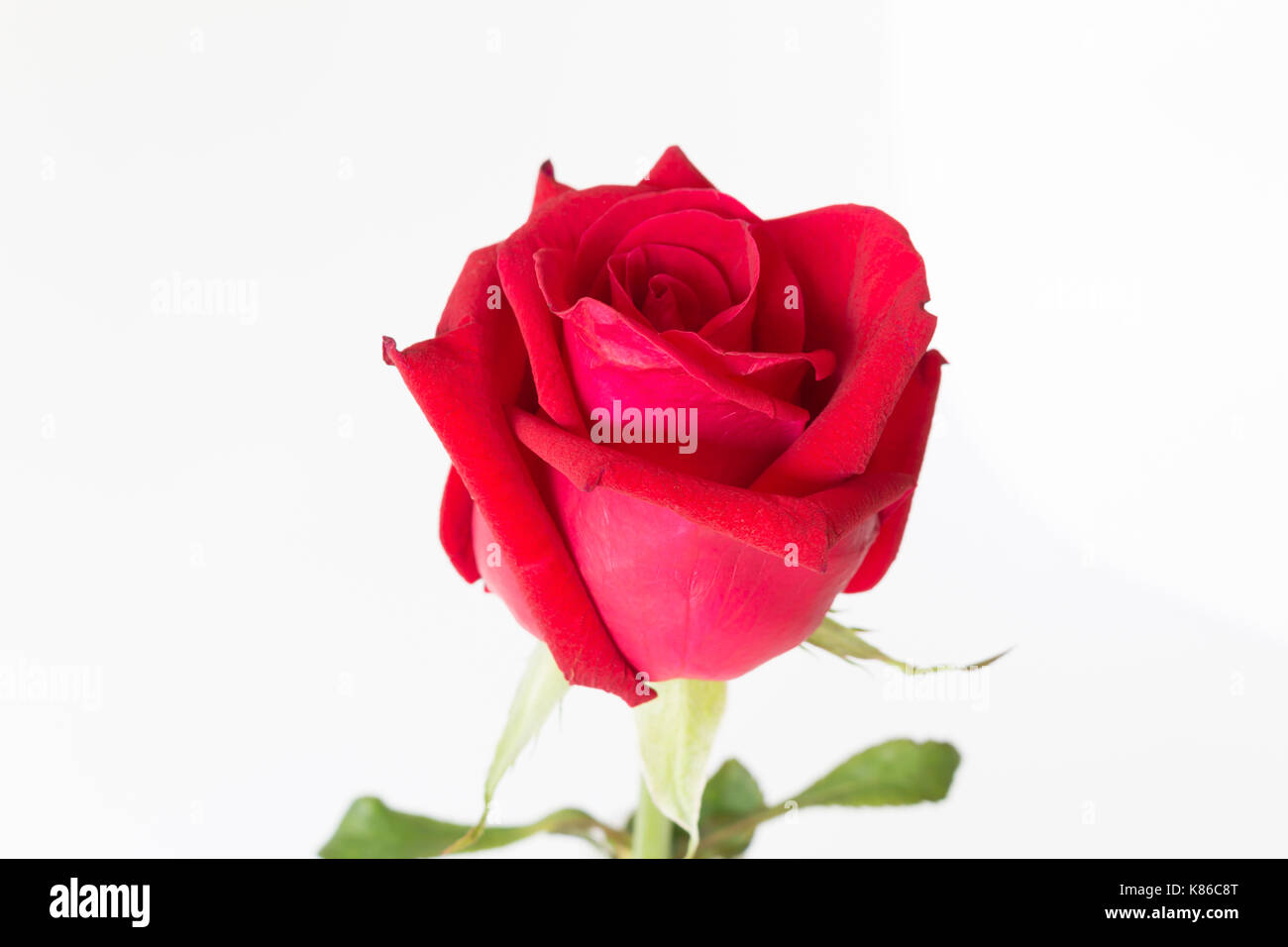 Rose rouge sur fond blanc. Banque D'Images