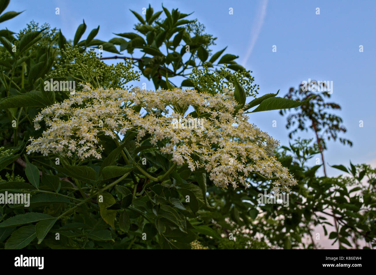 Des fleurs plus cluster close up Banque D'Images