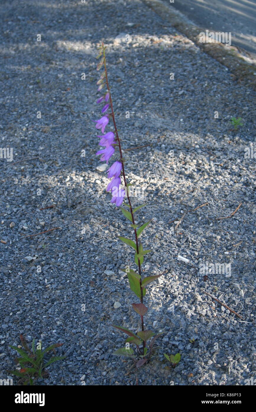 Le rampage bellflower (Campanula rapunculoides) Banque D'Images