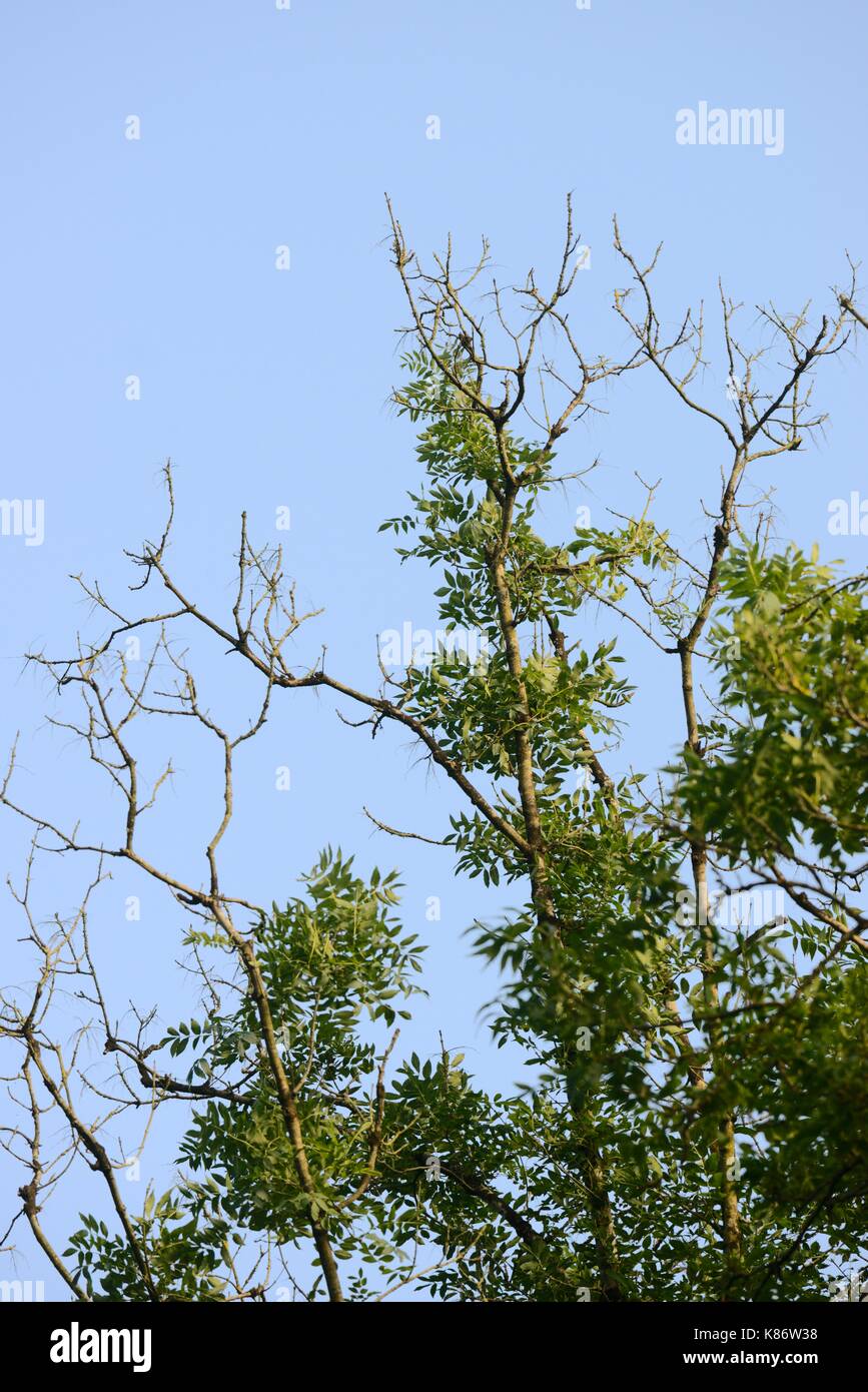 Fraxineus Hymenoscyphus Chalarose du frêne, les maladies fongiques dans les frênes, Fraxineus excelsior, Pays de Galles, Royaume-Uni Banque D'Images