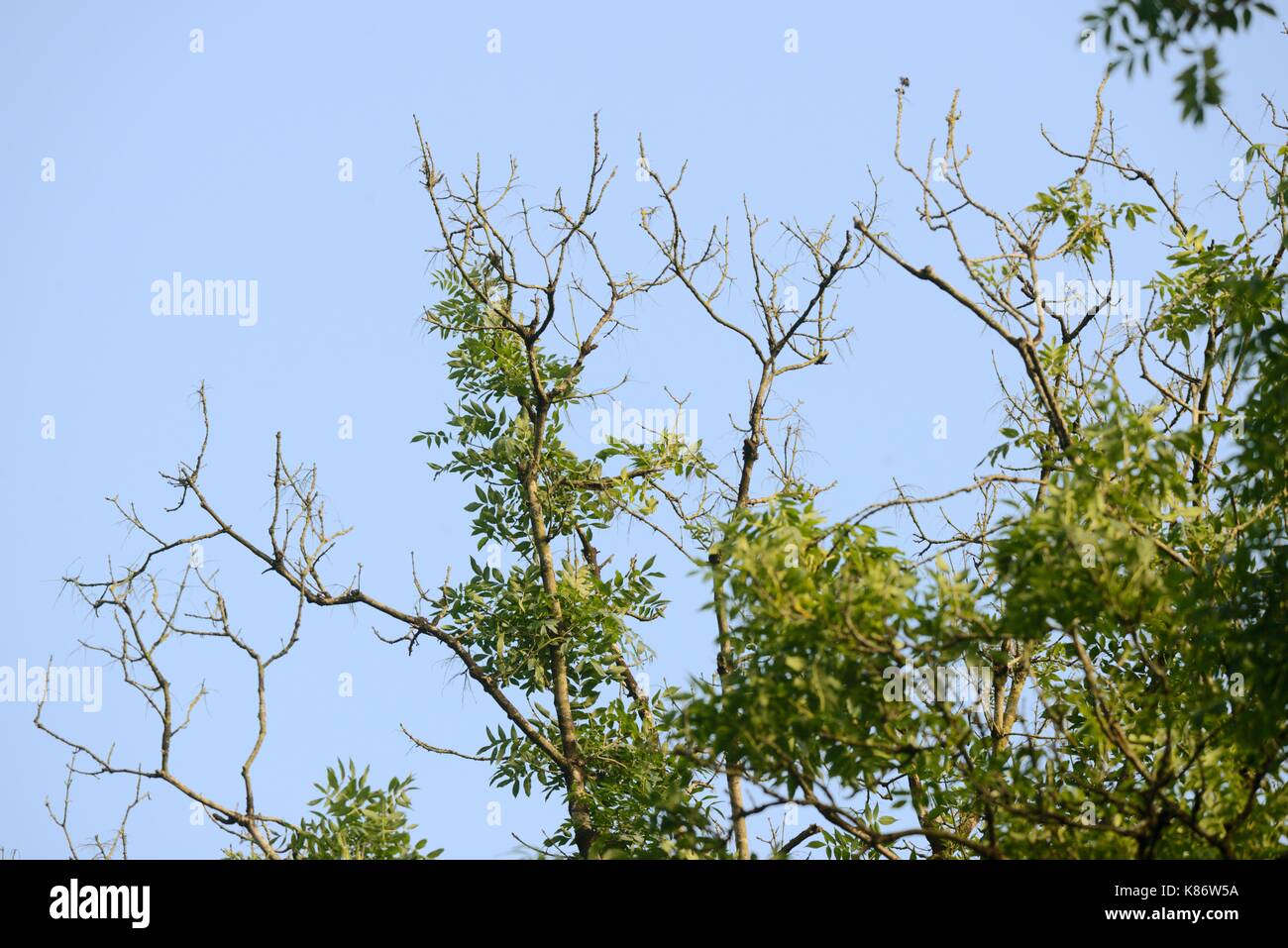Fraxineus Hymenoscyphus Chalarose du frêne, les maladies fongiques dans les frênes, Fraxineus excelsior, Pays de Galles, Royaume-Uni Banque D'Images
