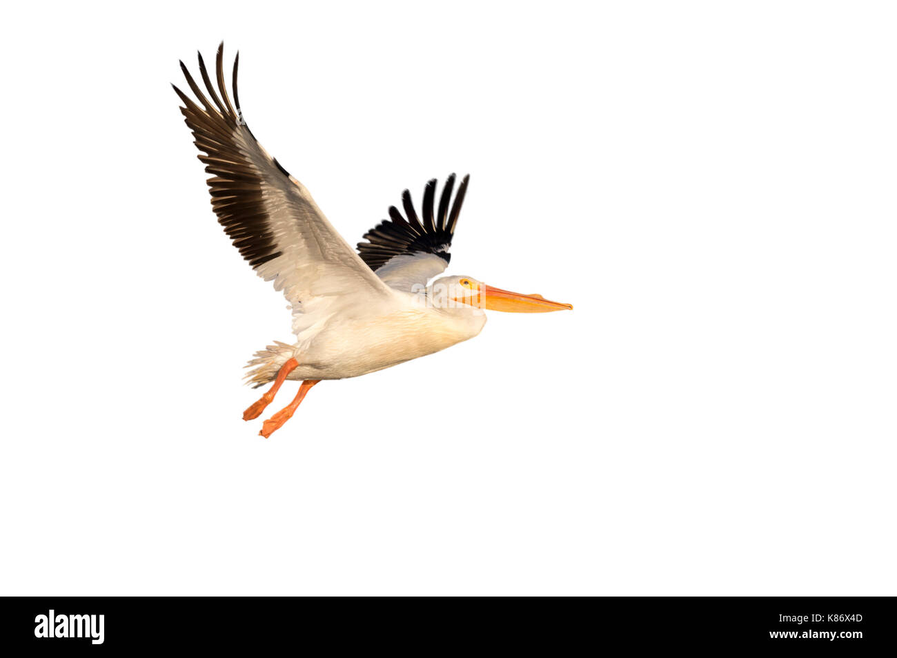 Pélican blanc (Pelecanus erythrorhynchos) battant, isolé sur fond blanc. Banque D'Images