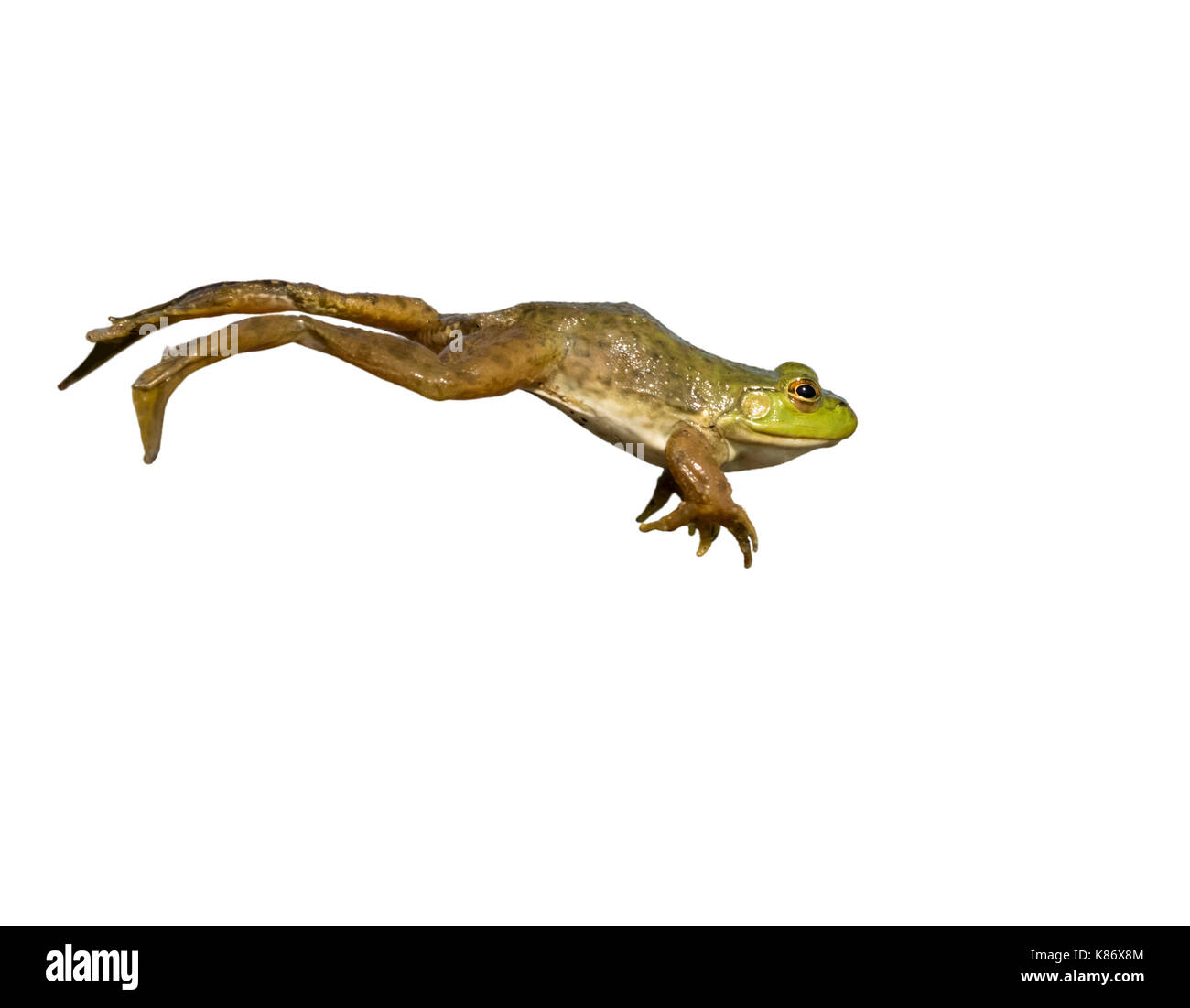 (Lithobates catesbeianus grenouille taureau américain) sautant, isolé sur fond blanc. Banque D'Images