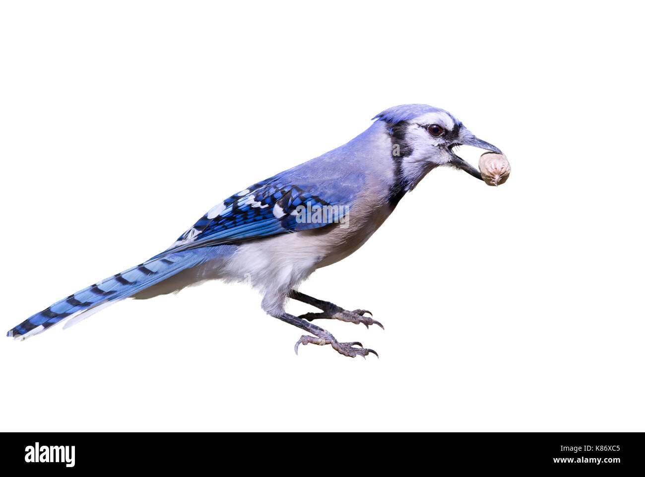 Le geai bleu (Cyanocitta cristata) avec un écrou, isolé sur fond blanc. Banque D'Images