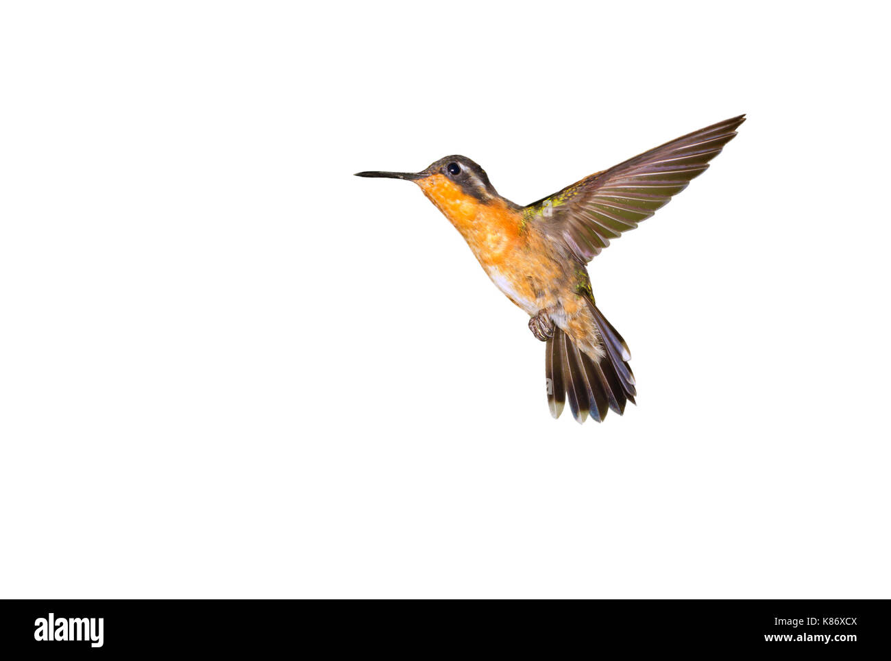 Purple-throated mountaingem femelle (Lampornis calolaemus) battant, isolé sur fond blanc. Banque D'Images