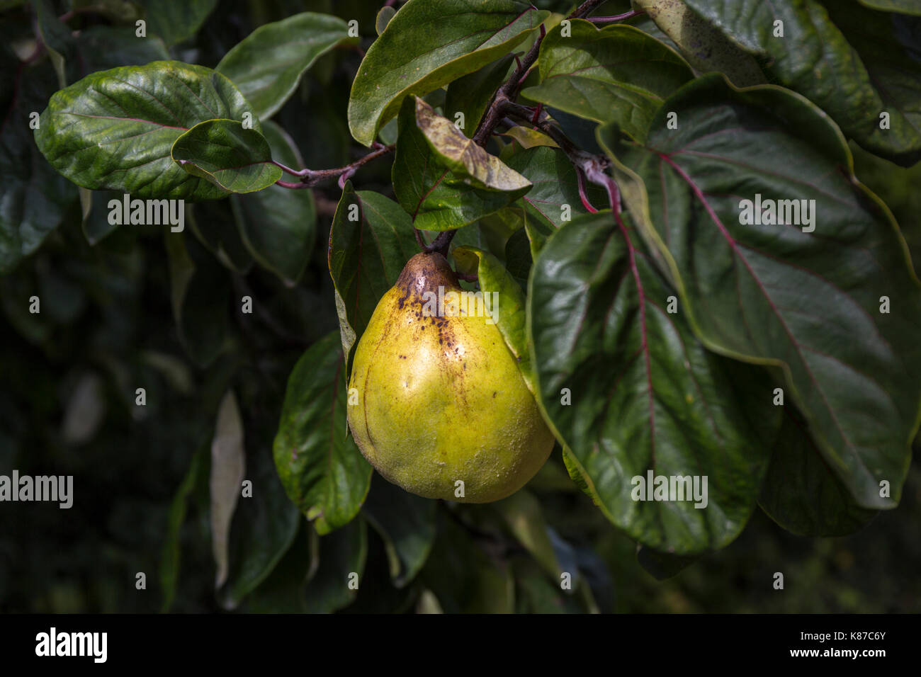 Coing, Prunus dulcis, poussant sur un arbre, Suffolk, UK. Banque D'Images