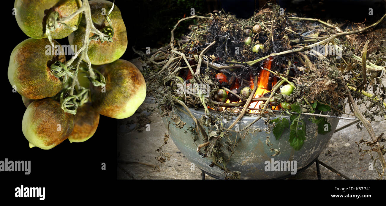 Close up image de tomates à la tomate et la brûlure des plantes infectées sont brûlés pour arrêter la propagation de la maladie Banque D'Images