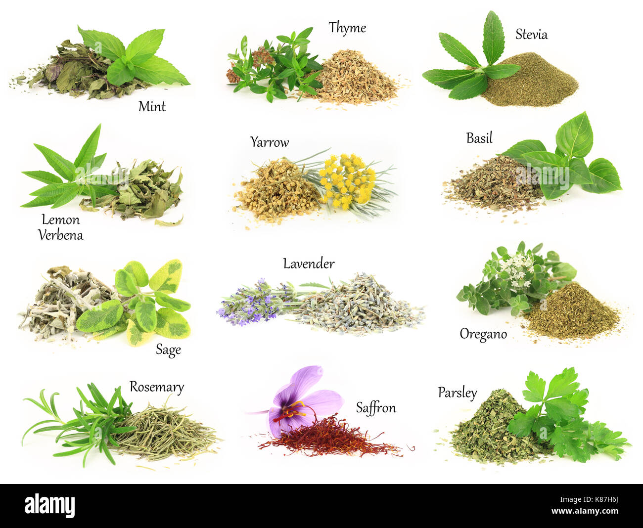 https://c8.alamy.com/compfr/k87h6j/collection-d-herbes-aromatiques-fraiches-et-seches-k87h6j.jpg