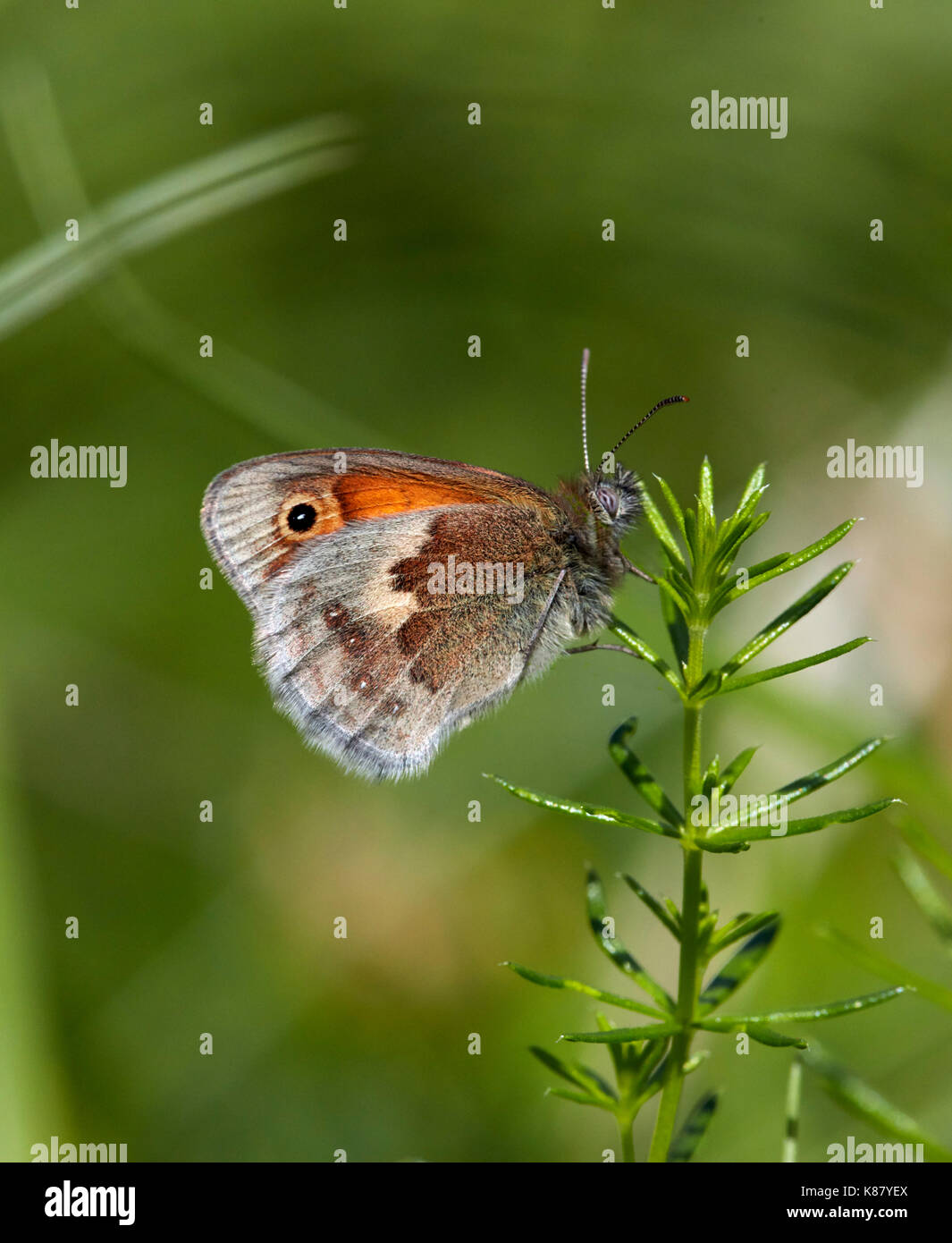 Papillon Small Heath perché sur Lady's Le gaillet. Hurst Meadows, East Molesey, Surrey, UK. Banque D'Images