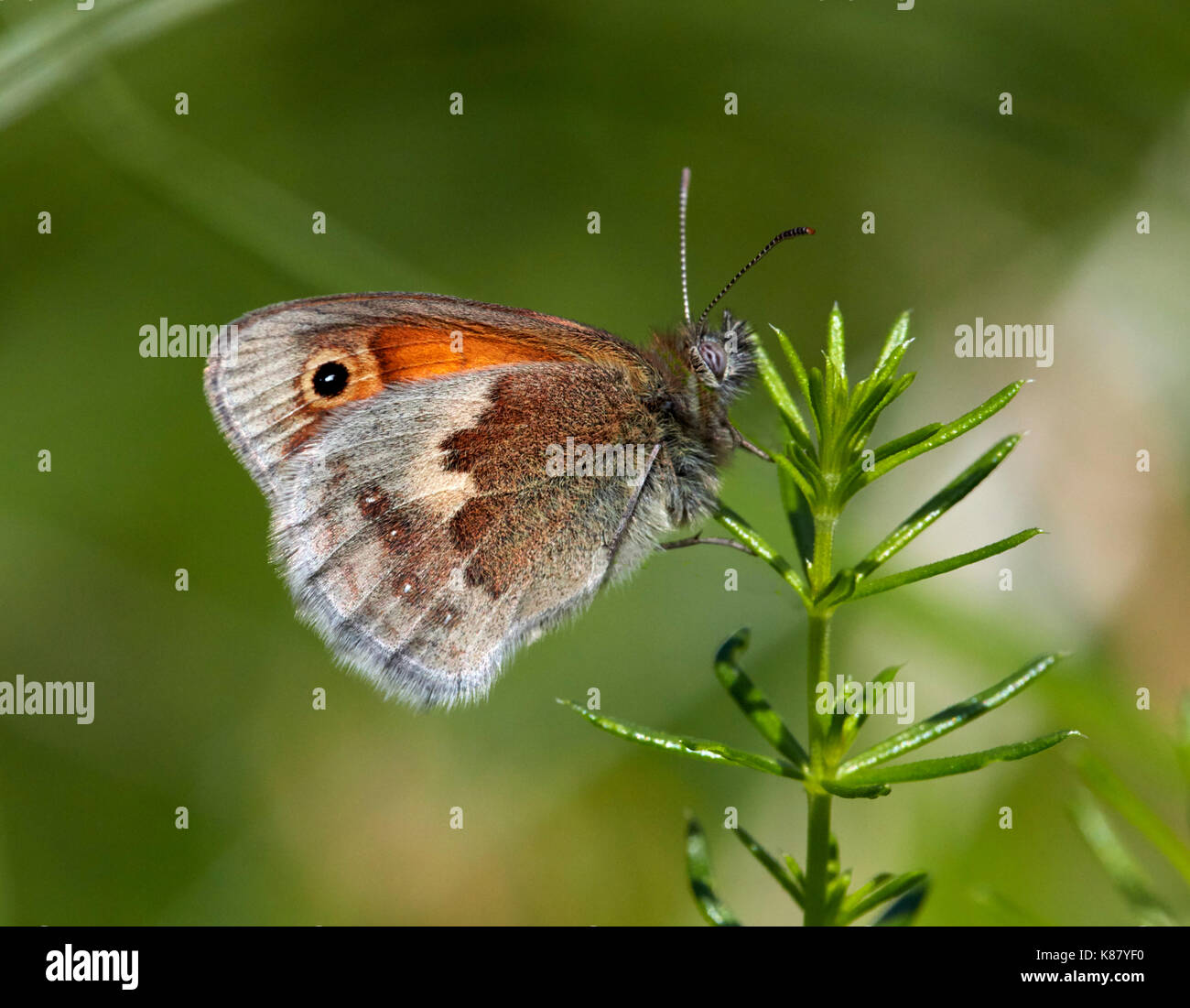 Papillon Small Heath perché sur Lady's Le gaillet. Hurst Meadows, East Molesey, Surrey, UK. Banque D'Images