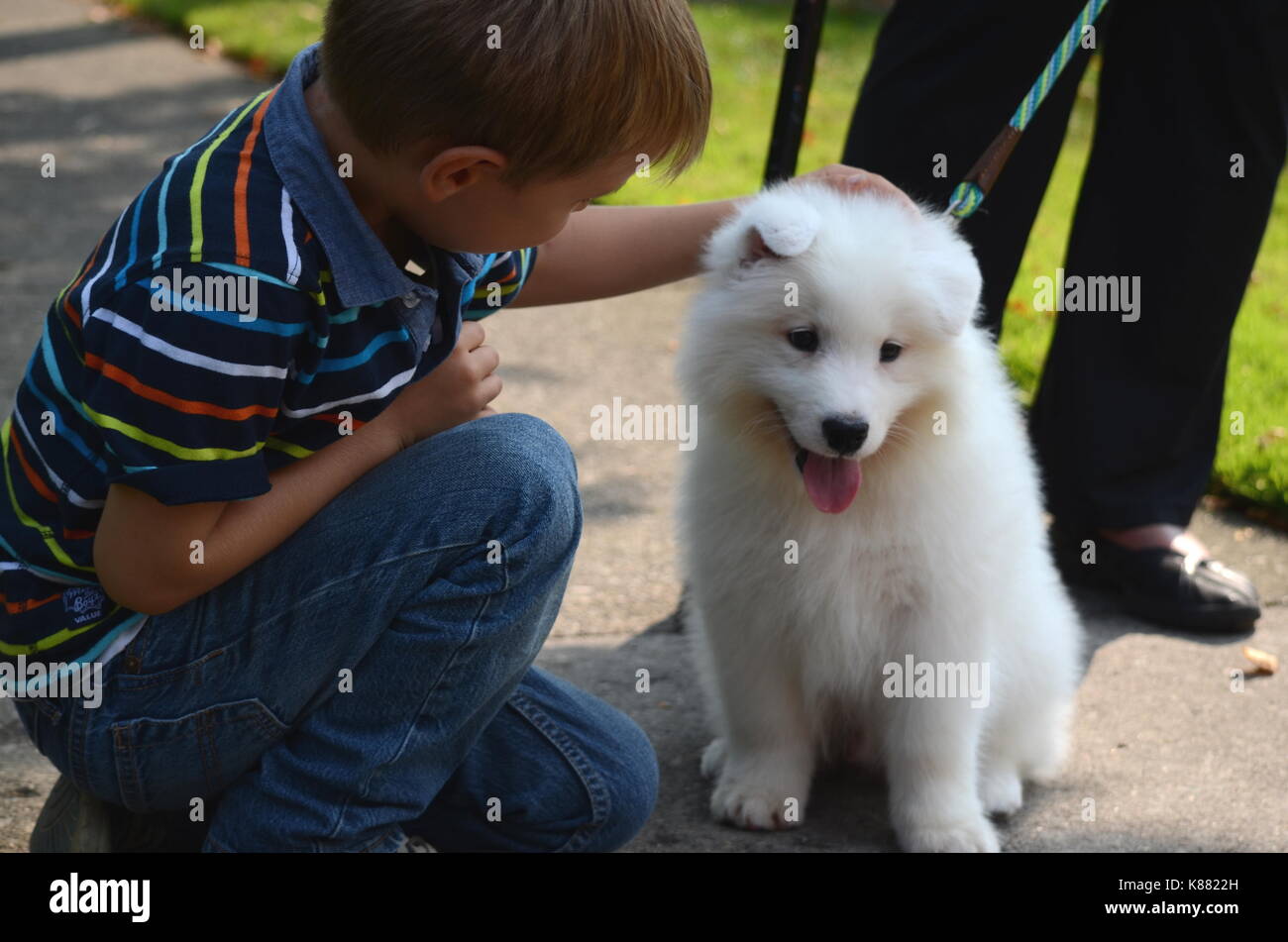 Portrait Of A Cute Heureux Et Souriant Garcon Qui Joue Avec Un Bebe Chien Spitz Japonais Photo Stock Alamy Portrait Of A Cute Heureux Et Souriant Garcon Qui Joue Avec Un Bebe Chien Spitz Japonais Photo Stock Alamy