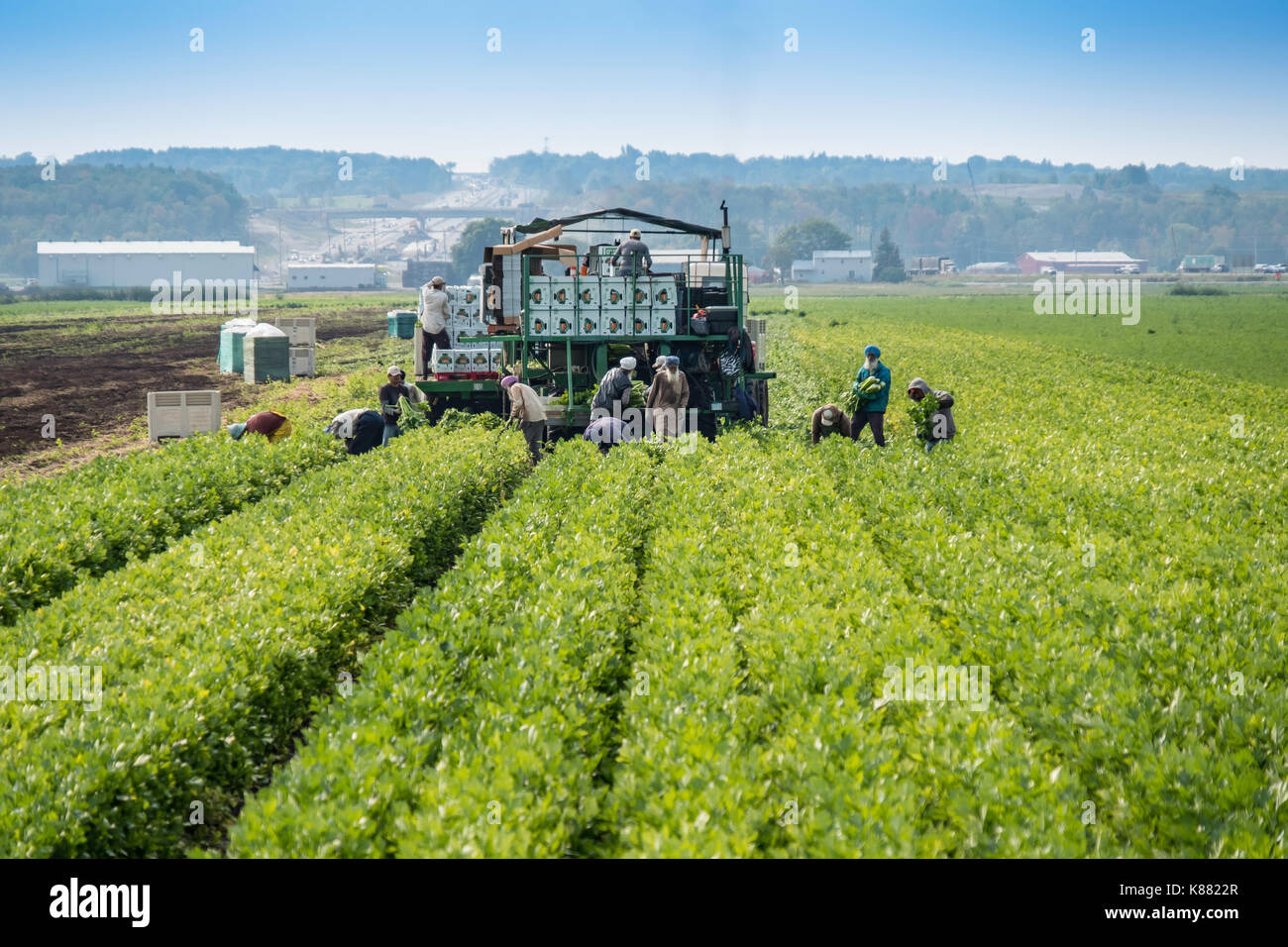 L'agriculture de la récolte de cultures comme l'oignon et le céleri,salade,par les travailleurs migrants près de Toronto,Ontario,Canada, au Holland Marsh. Banque D'Images