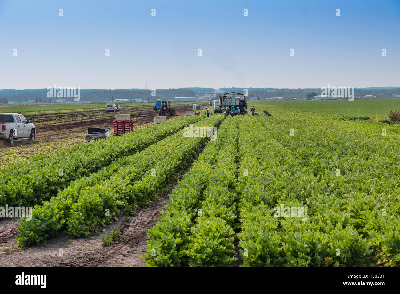 L'agriculture de la récolte de cultures comme l'oignon et le céleri,salade,par les travailleurs migrants près de Toronto,Ontario,Canada, au Holland Marsh. Banque D'Images