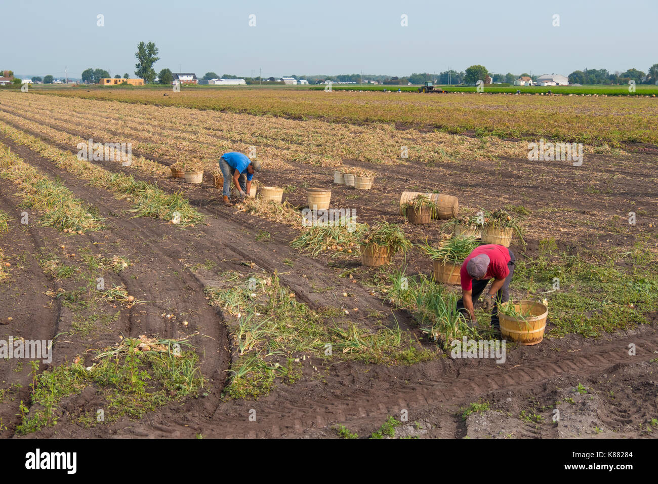 La récolte de l'agriculture et de la salade de céleri,onios par les travailleurs migrants, près de Toronto, Ontario, Canada, à Holland Marsh Banque D'Images