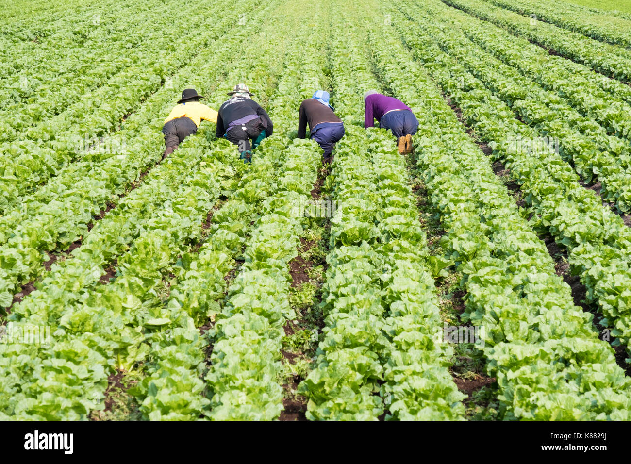 La récolte La récolte de salades à l'agriculture et de la salade de céleri,onios par les travailleurs migrants, près de Toronto, Ontario, Canada, à Holland Marsh Banque D'Images
