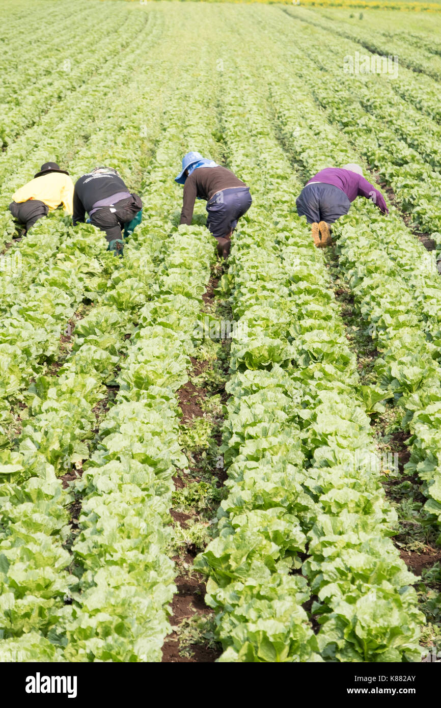 Récolte La récolte agriculture,Salade de céleri,onios et salade par des travailleurs migrants, près de Toronto, Ontario, Canada, à Holland Marsh Banque D'Images