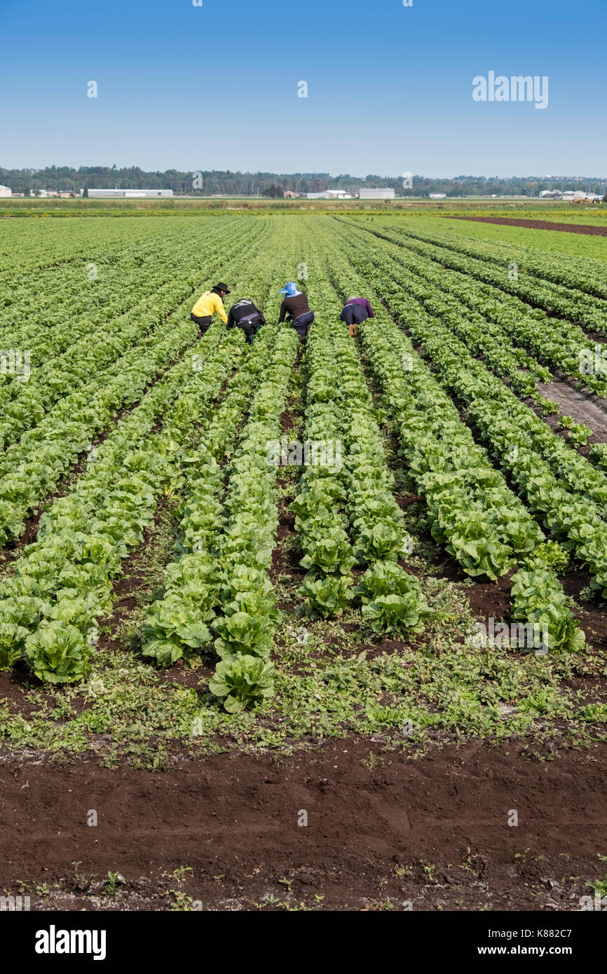 La récolte La récolte de salades à l'agriculture et de la salade de céleri,onios par les travailleurs migrants, près de Toronto, Ontario, Canada, à Holland Marsh Banque D'Images