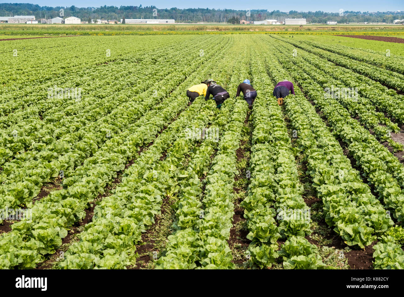 La récolte La récolte de salades à l'agriculture et de la salade de céleri,onios par les travailleurs migrants, près de Toronto, Ontario, Canada, à Holland Marsh Banque D'Images