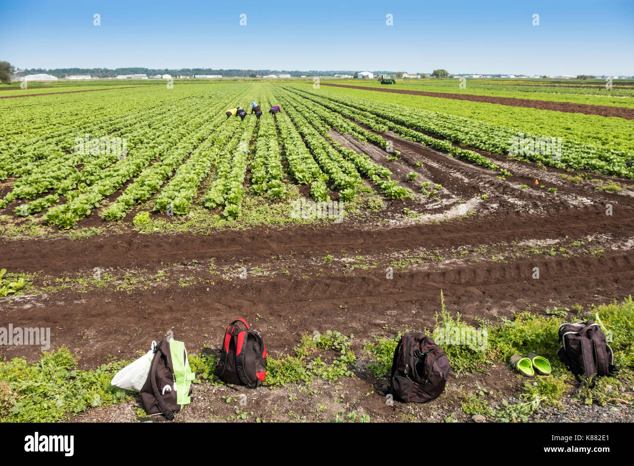 La récolte de l'agriculture et de la salade de céleri,onios par les travailleurs migrants, près de Toronto, Ontario, Canada, à Holland Marsh Banque D'Images