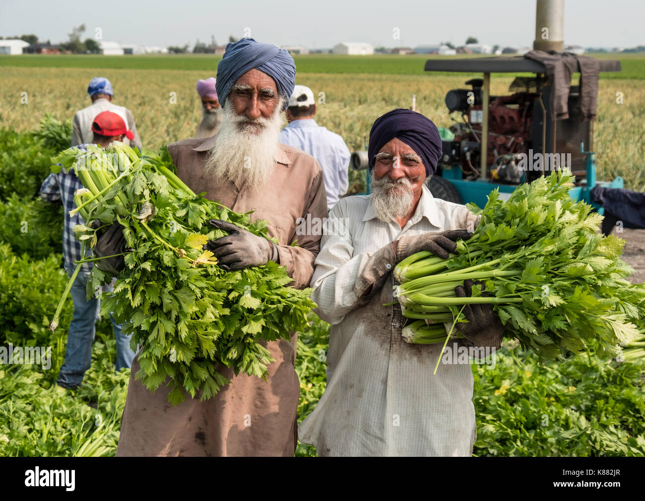 La récolte de l'agriculture et de la salade de céleri,onios par les travailleurs migrants, près de Toronto, Ontario, Canada, à Holland Marsh Banque D'Images