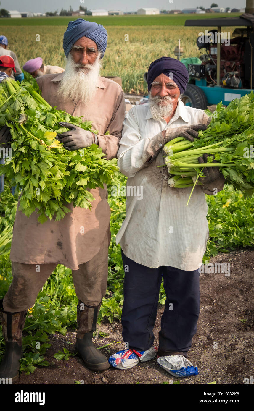 La récolte de l'agriculture et de la salade de céleri,onios par les travailleurs migrants, près de Toronto, Ontario, Canada, à Holland Marsh Banque D'Images