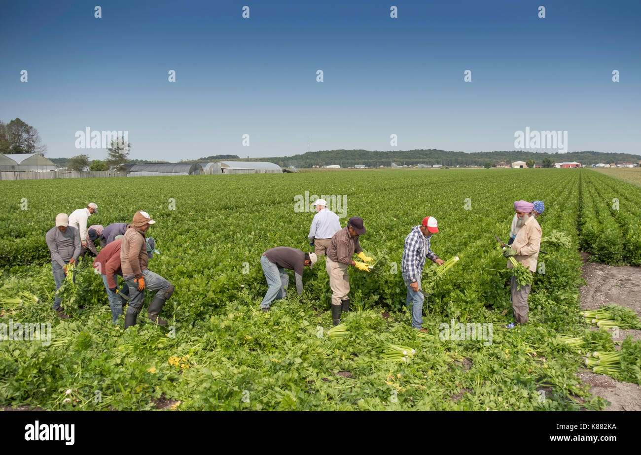 La récolte de l'agriculture et de la salade de céleri,onios par les travailleurs migrants, près de Toronto, Ontario, Canada, à Holland Marsh Banque D'Images