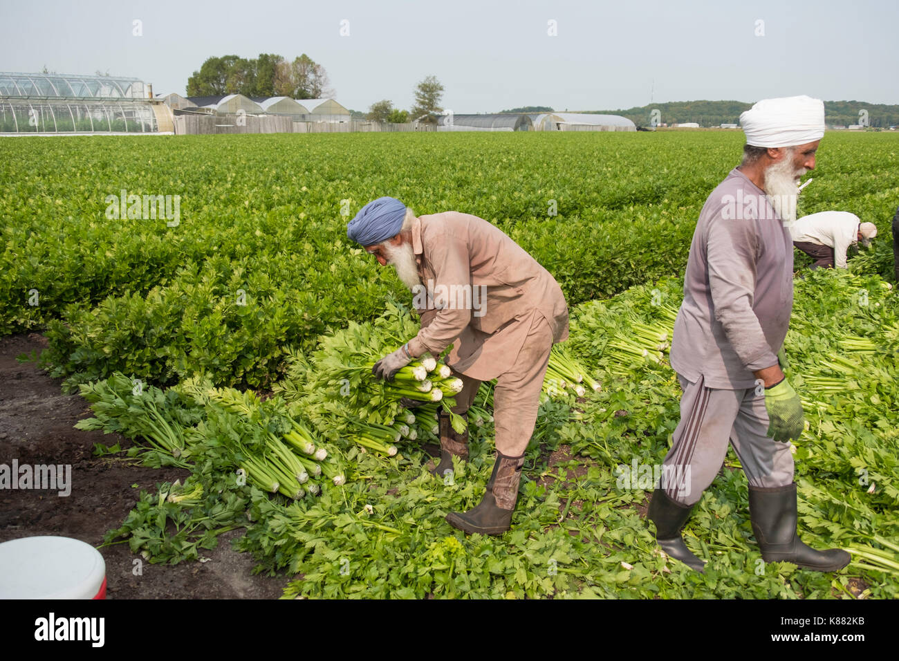 La récolte de l'agriculture et de la salade de céleri,onios par les travailleurs migrants, près de Toronto, Ontario, Canada, à Holland Marsh Banque D'Images