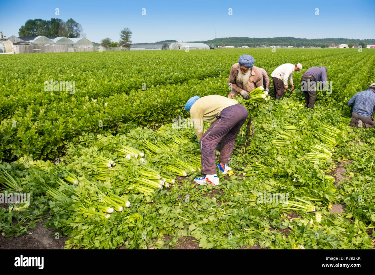 La récolte de l'agriculture et de la salade de céleri,onios par les travailleurs migrants, près de Toronto, Ontario, Canada, à Holland Marsh Banque D'Images