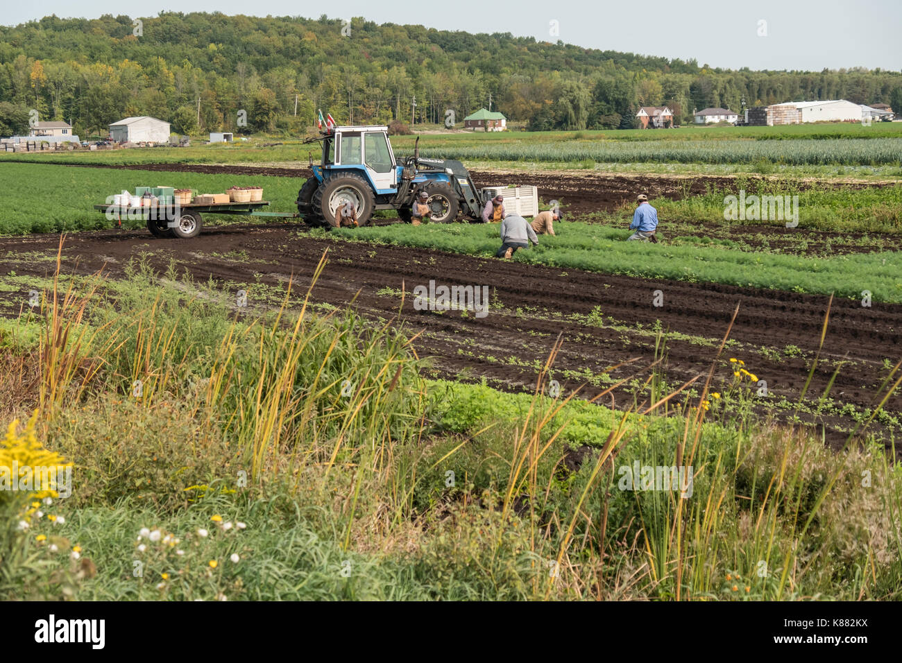 La récolte de l'agriculture et de la salade de céleri,onios par les travailleurs migrants, près de Toronto, Ontario, Canada, à Holland Marsh Banque D'Images