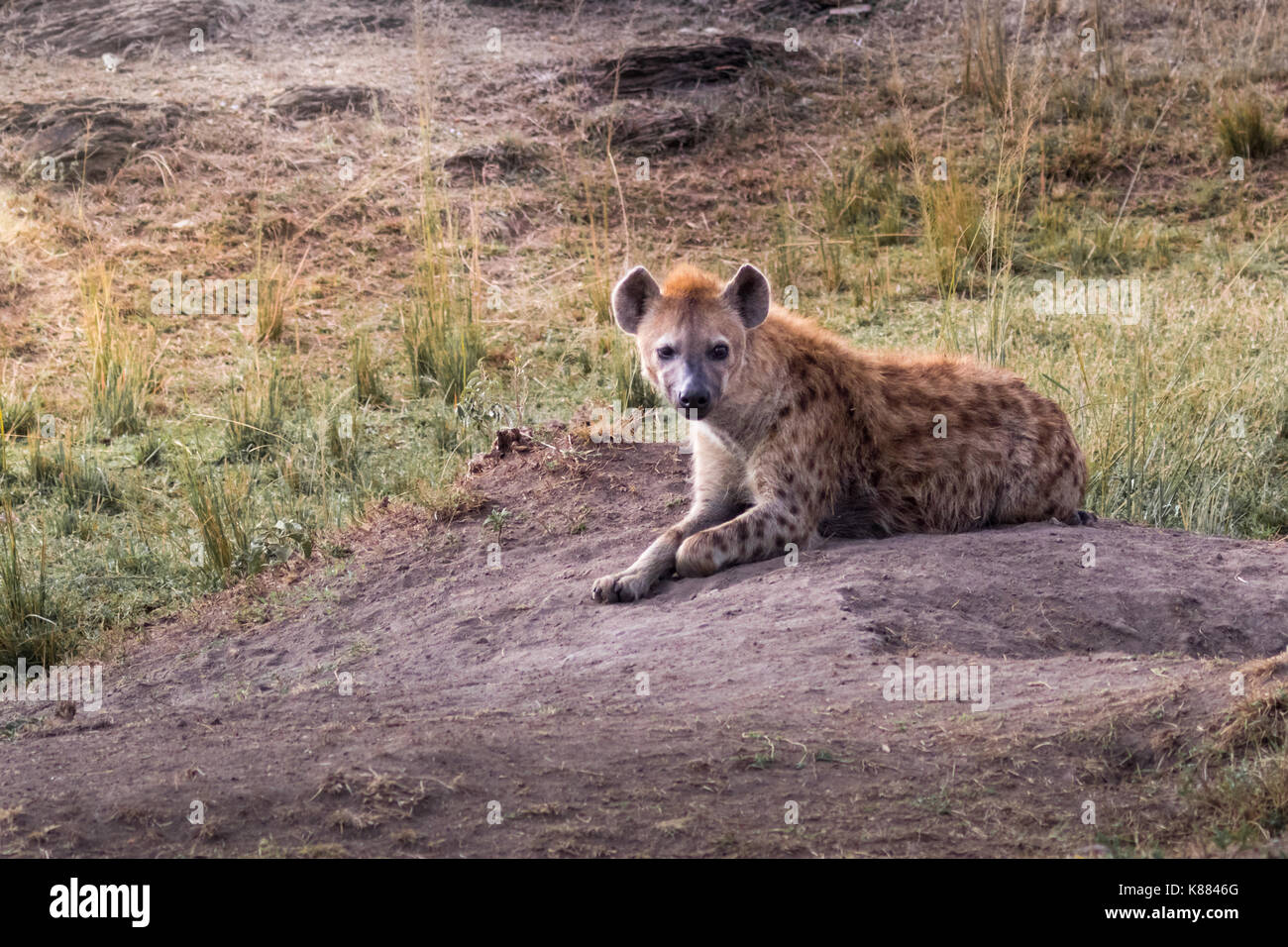 L'hyène tachetée reposant en fin d'après-midi sur le Masai Mara, Kenya Banque D'Images