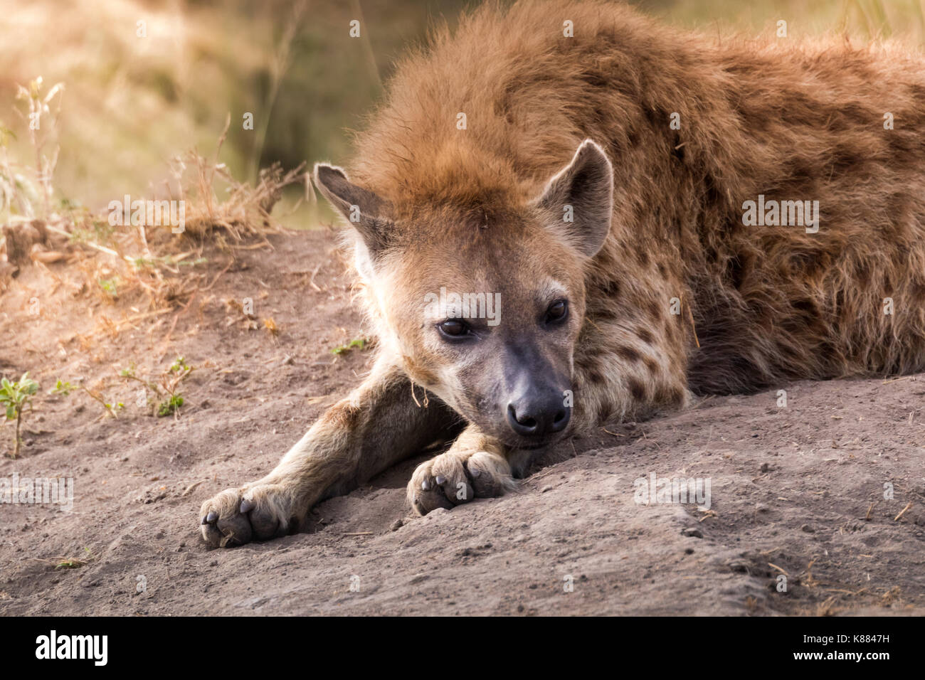 L'hyène tachetée reposant en fin d'après-midi sur le Masai Mara, Kenya Banque D'Images