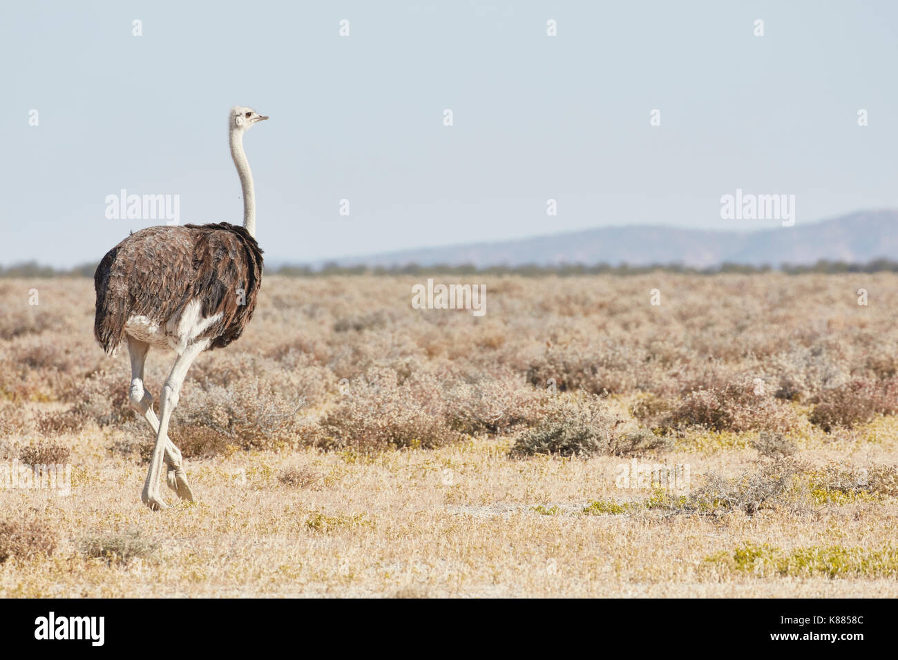 Autruche d'Afrique du Sud, Struthio camelus australis, marchant à travers la prairie. Banque D'Images