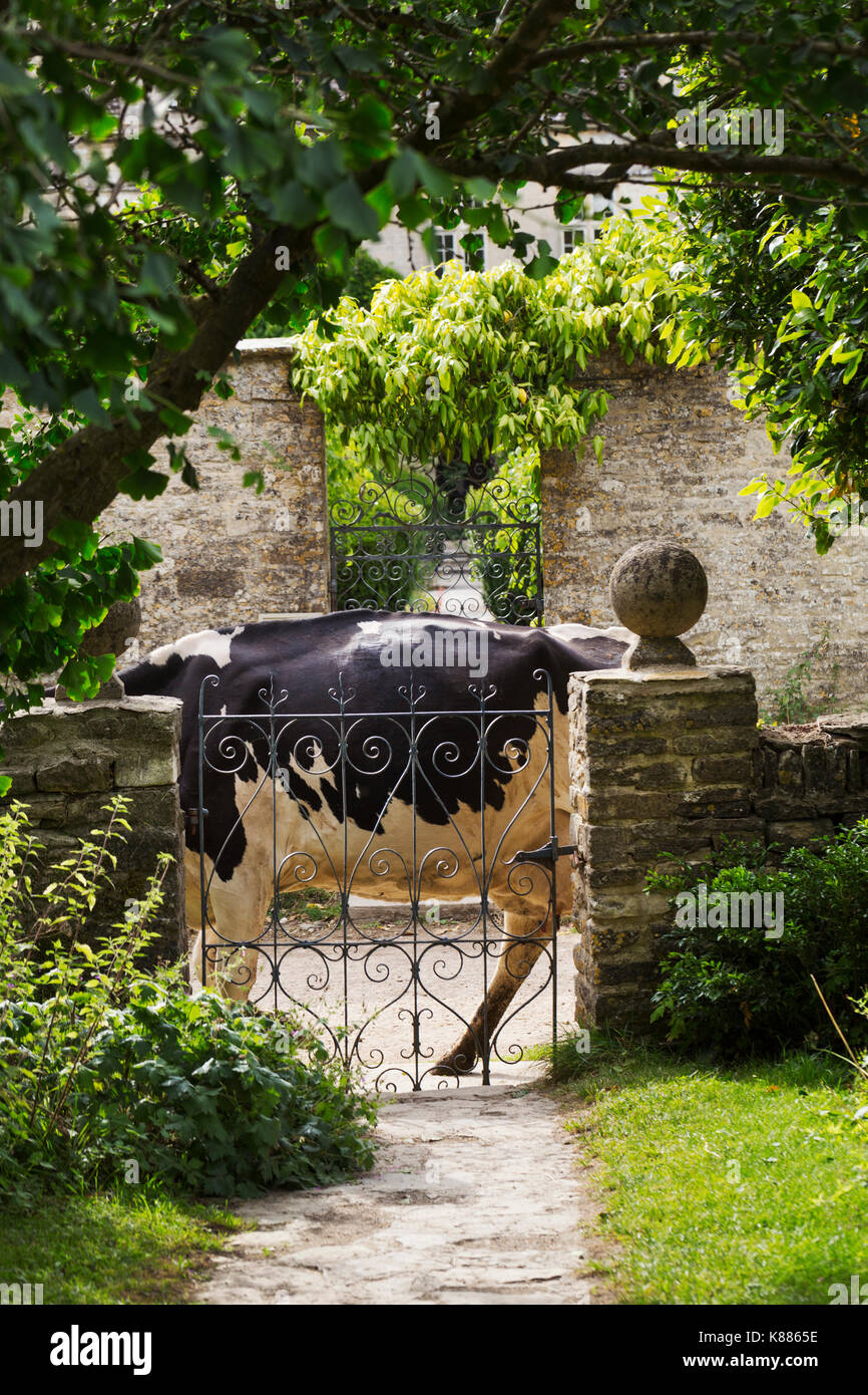 Branche de l'arbre qui pèsent sur une porte en fer forgé dans un jardin, vache noir et blanc devant. Banque D'Images