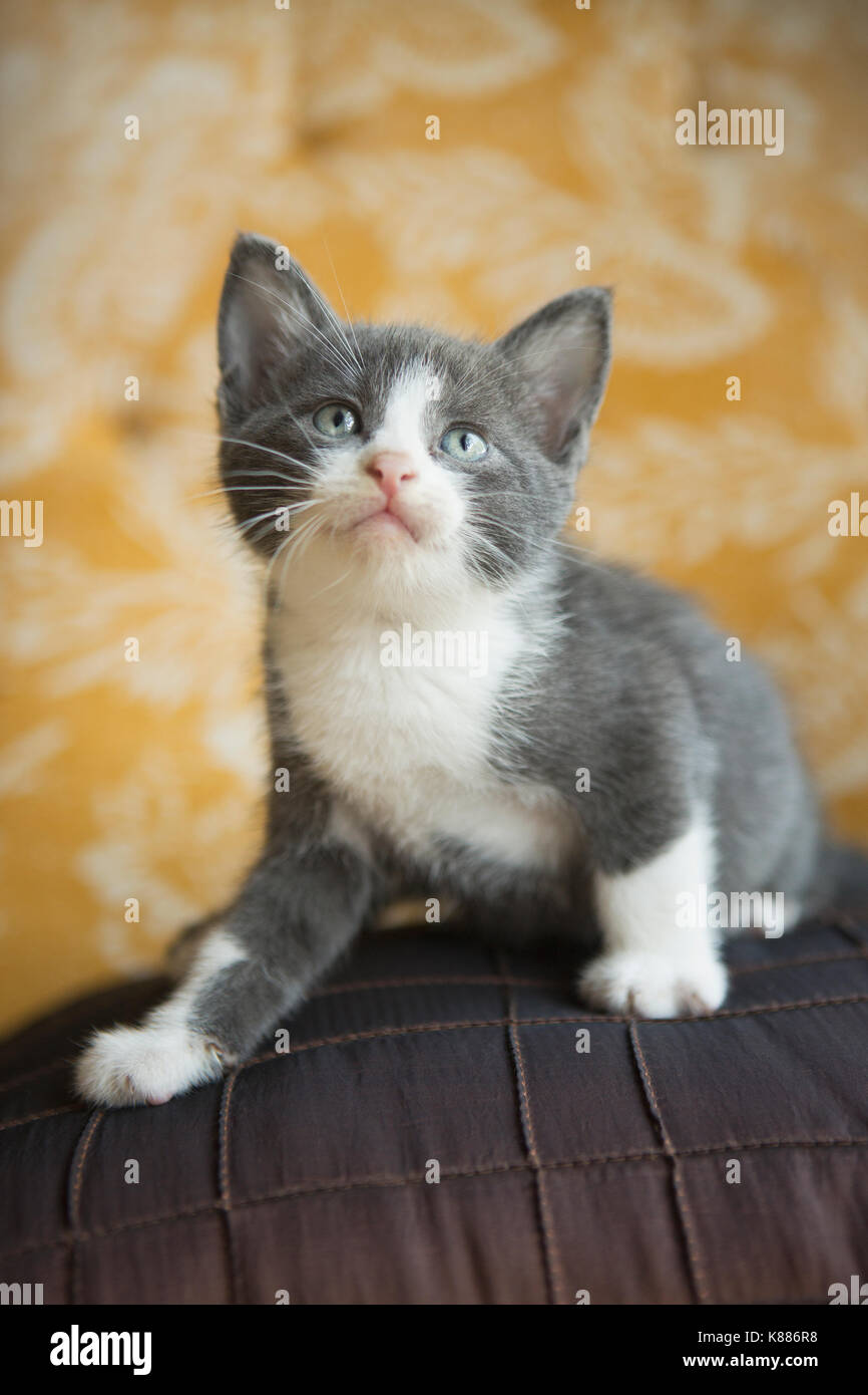 Un chaton gris et blanc à la recherche vers le haut. Banque D'Images