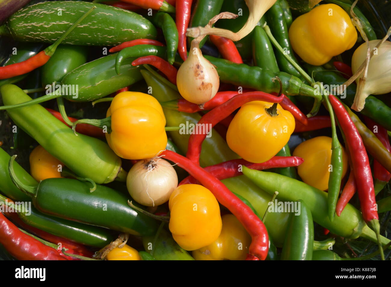 Fruit de mon travail - poivrons jardin Banque D'Images