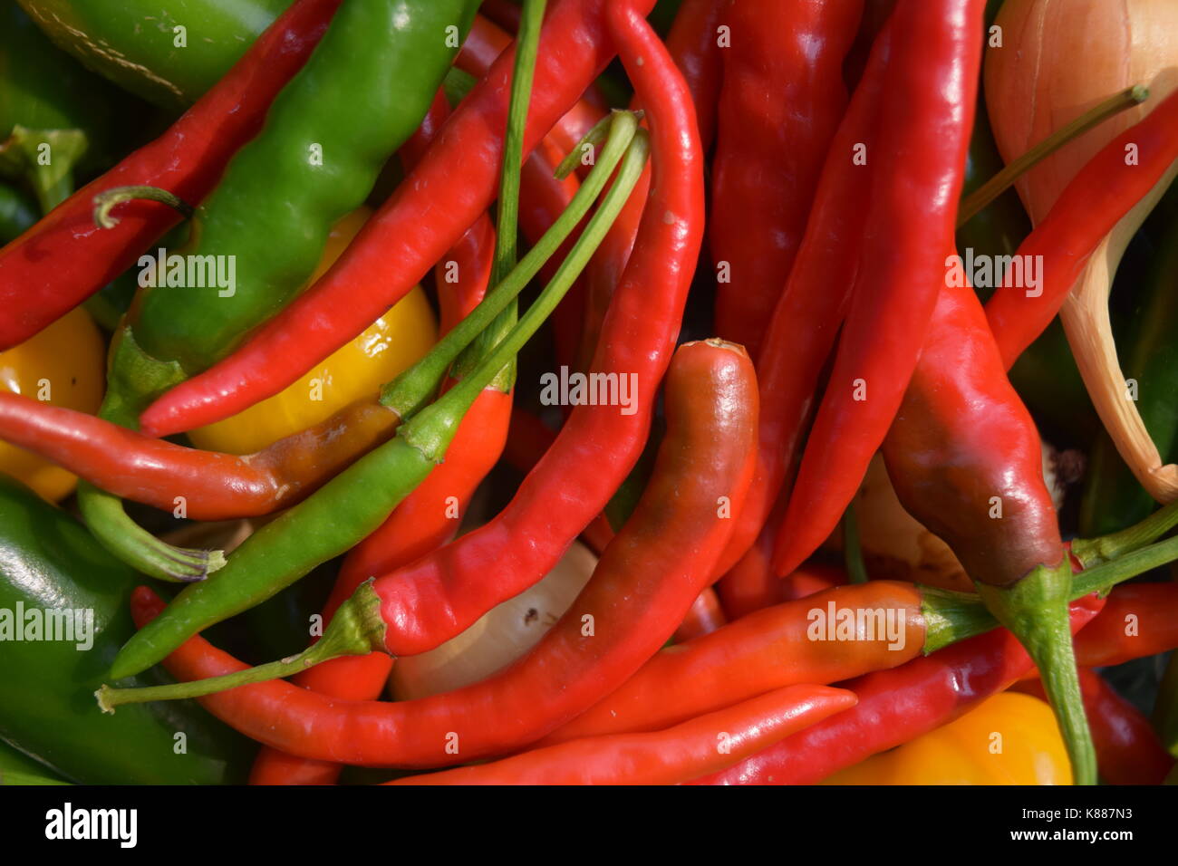 Fruit de mon travail - poivrons jardin Banque D'Images