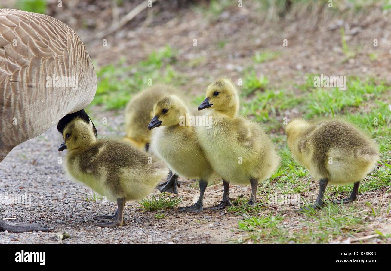 Image d'une famille de bernaches du Canada d'un séjour Banque D'Images