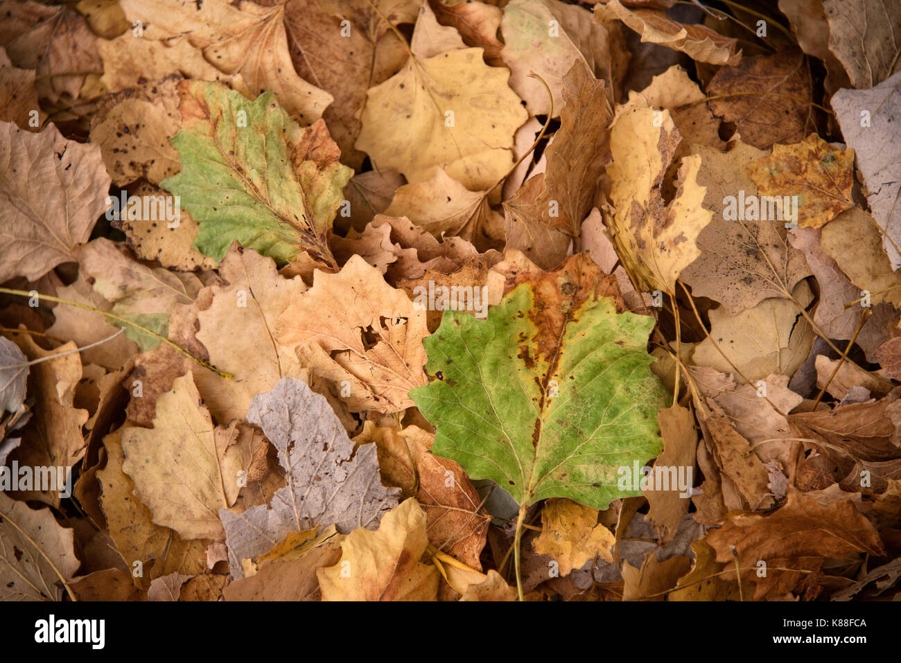 congé de l’automne Banque D'Images