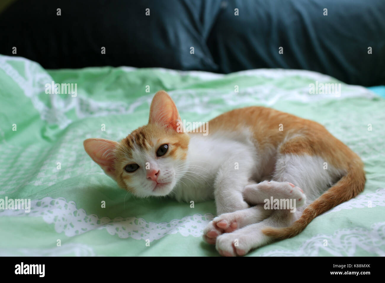Ginger White baby cat coucher Banque D'Images