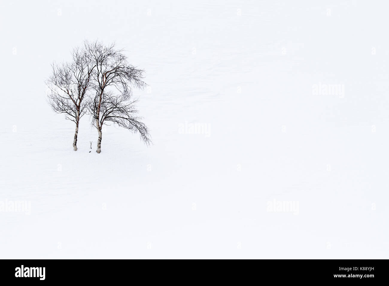 Lonely tree dans la neige, des Asturies. L'Espagne. Banque D'Images