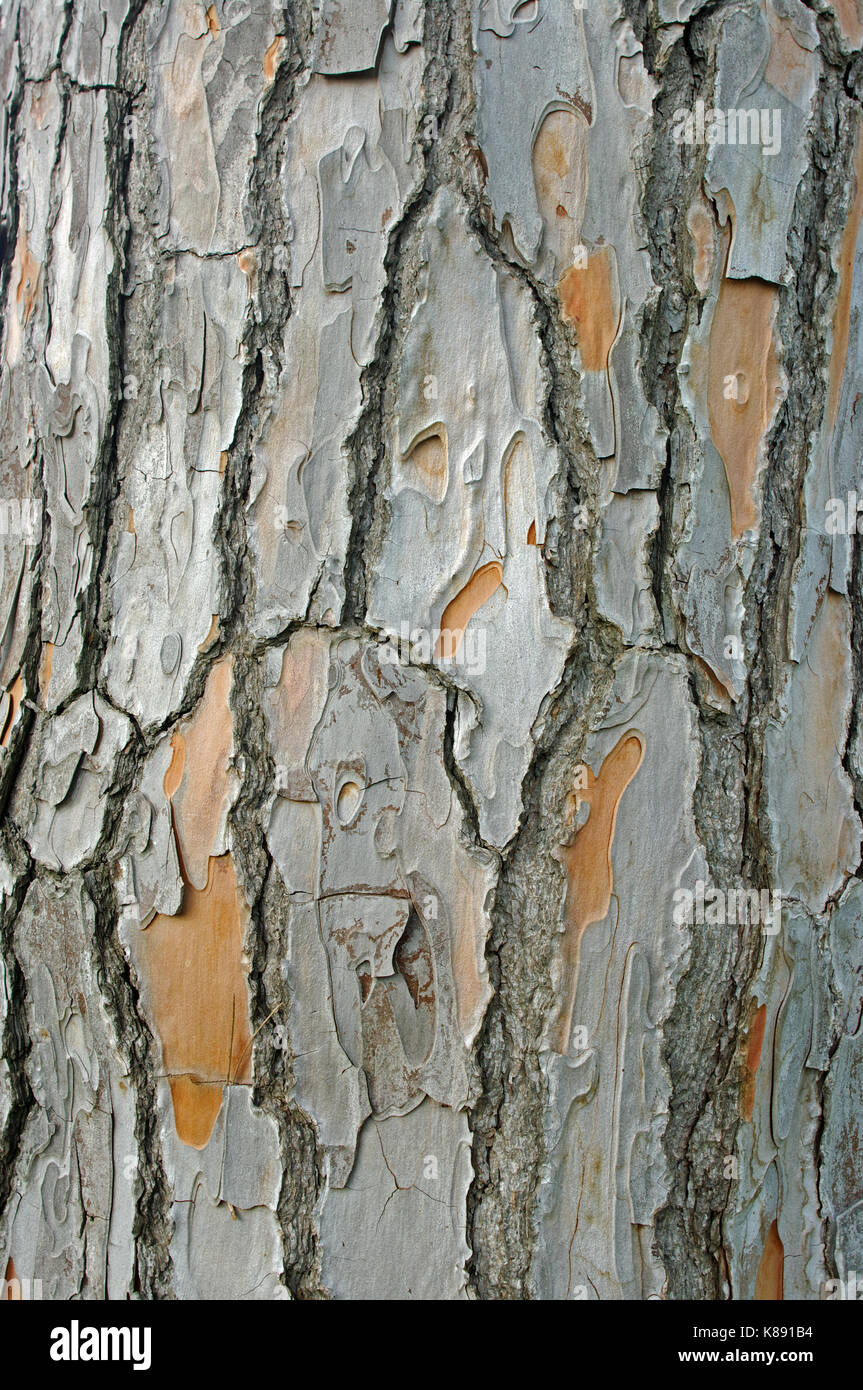L'écorce d'un pin (Pinus pinea), l'italien, pierre famille pinaceae pin Banque D'Images