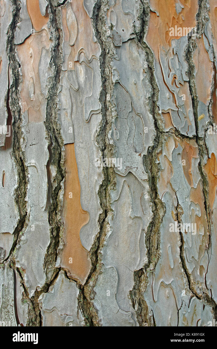 L'écorce d'un pin (Pinus pinea), l'italien, pierre famille pinaceae pin Banque D'Images